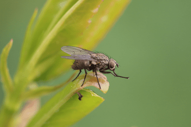 הדברת זבובים בצורה יסודית
