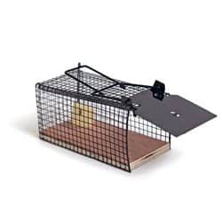 מלכודת עכברים הומנית קטנה צבע שחור